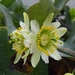 Twoflower Passionflower - Photo (c) CheongWeei Gan, some rights reserved (CC BY-NC), uploaded by CheongWeei Gan