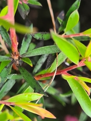 Anthophiloptera dryas