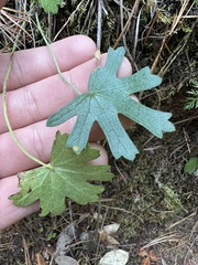 Sidalcea