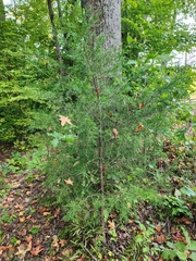 Juniperus virginiana