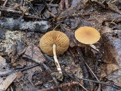 Conocybe brunnea