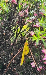 Anthophiloptera dryas