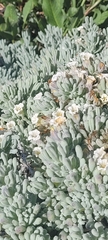 Nolana crassulifolia