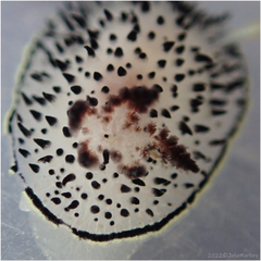 Acanthodoris rhodoceras