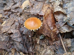 Conocybe brunnea