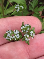 Valerianella