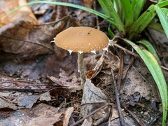 Conocybe brunnea