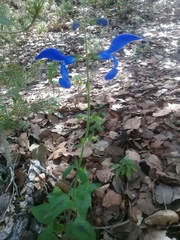 Salvia patens