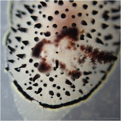 Acanthodoris rhodoceras