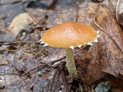 Conocybe brunnea