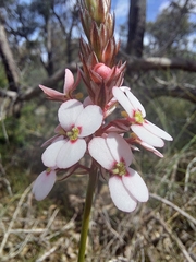 Stylidium scariosum