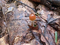 Conocybe brunnea