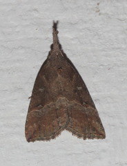 Hypena rostralis