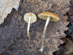 Conocybe brunnea