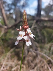 Stylidium scariosum