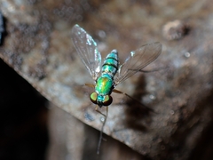 Chrysosomatini