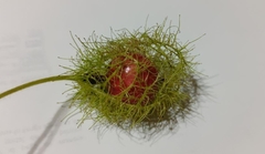Passiflora