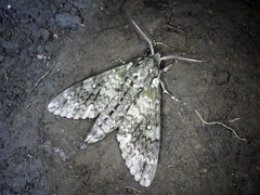 Dolbina tancrei
