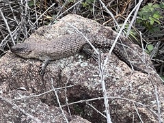 Egernia cunninghami