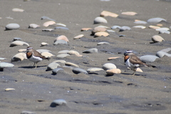 Charadrius modestus