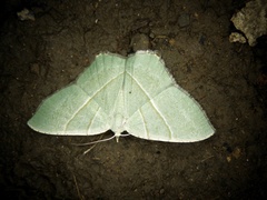 Neohipparchus vallata