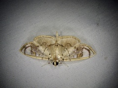 Pycnarmon pantherata