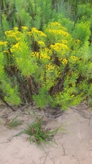 Senecio riddellii