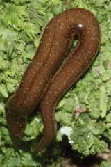 Australopacifica