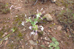 Lapeirousia pyramidalis pyramidalis