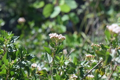 Ageratina nesomii
