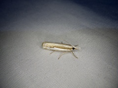 Crambus argyrophorus