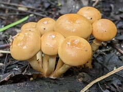 Pholiota prolixa