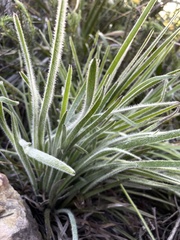 Corymbium villosum