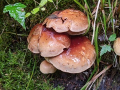 Pholiota prolixa