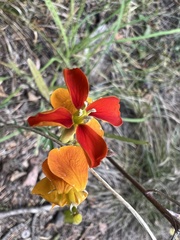 Erysimum capitatum
