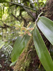 Prosthechea vespa image