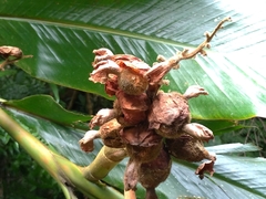 Alpinia uraiensis