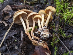 Pholiota prolixa