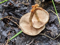 Pholiota prolixa