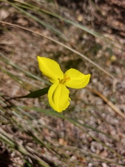 Patersonia umbrosa