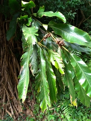 Alpinia uraiensis