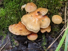 Pholiota prolixa