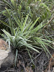 Corymbium villosum