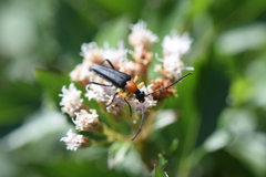 Cyphonotida rostrata
