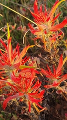 Castilleja linariifolia