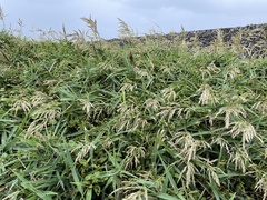 Arundo formosana
