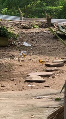 Icterus nigrogularis