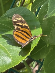 Eueides isabella eva