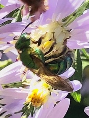 Agapostemon splendens