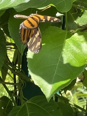 Eueides isabella eva